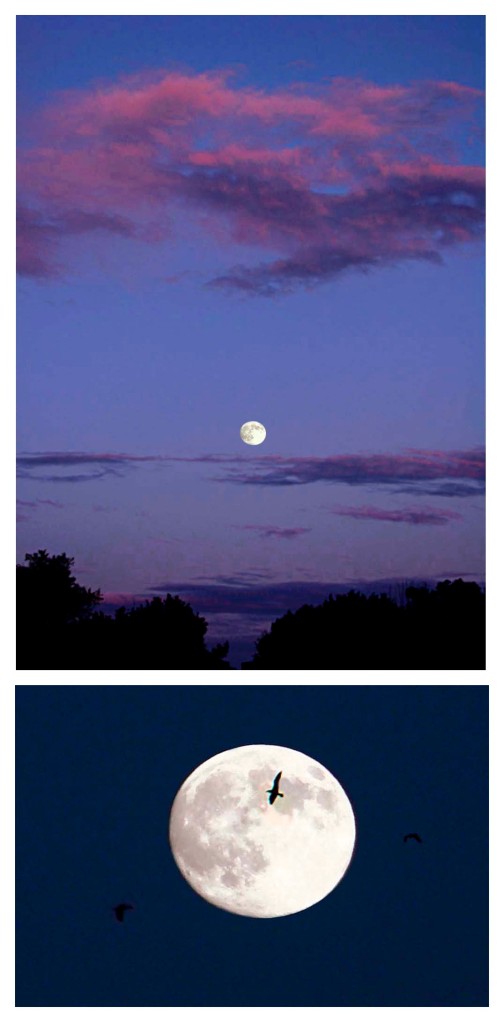 photos of full moon over Annisquam at sunset and seagull flying in front of full moon
