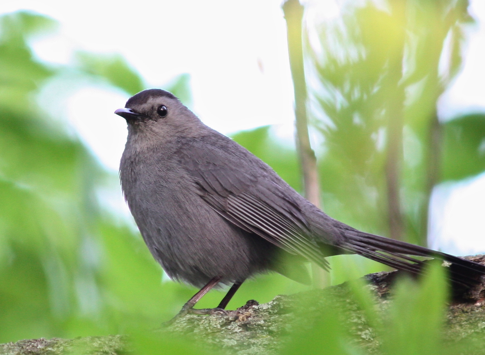 Темно серые птицы. Gray Catbird птица. Серый Дрозд. Маленькая коричневая птичка. Серая птица.