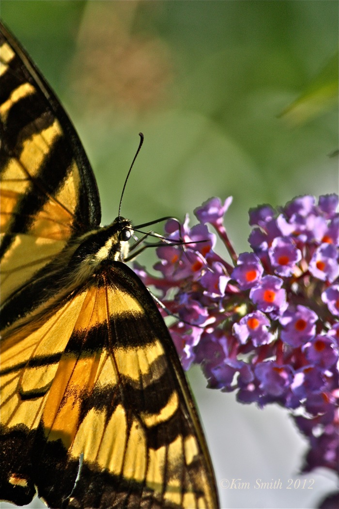 Eastern Tiger Swallowtail ©Kim Smith 2010