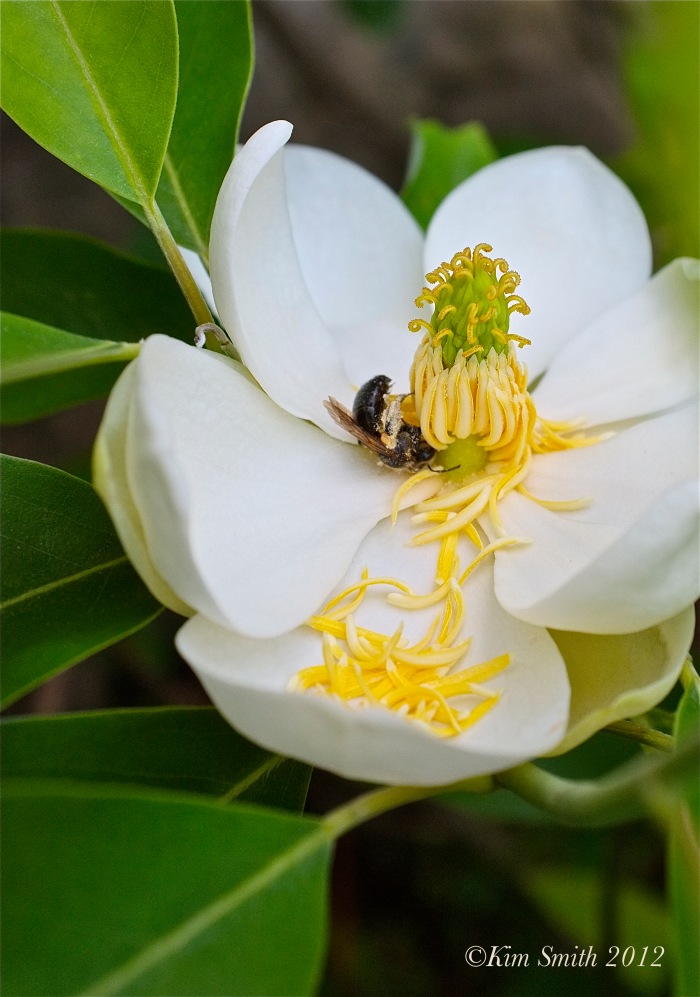 Magnolia virginiana ©Kim Smith 2012 copy