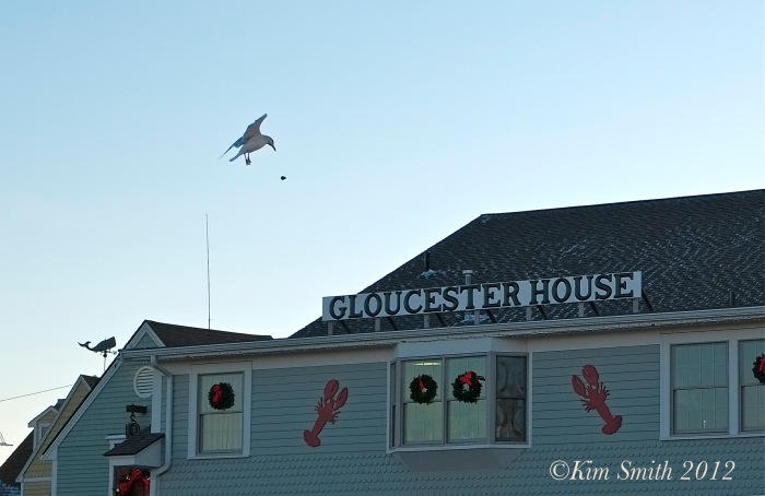 Gloucester Seagull  ©Kim Smith 2013-3.