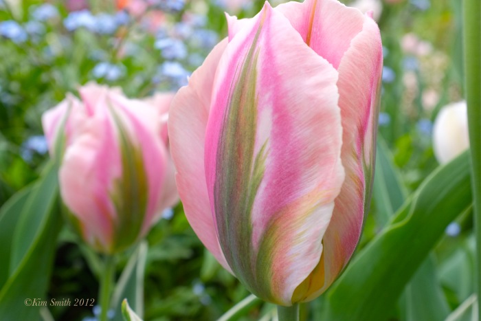Viridiflora Tulip ©Kim Smith 2012