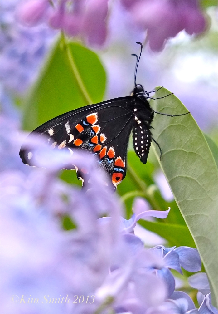Male Black Swallowtail Butterfly Wedgewood Blue Lilac ©Kim Smith 2013