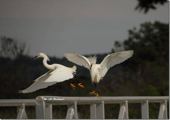 snowy egrets taking off