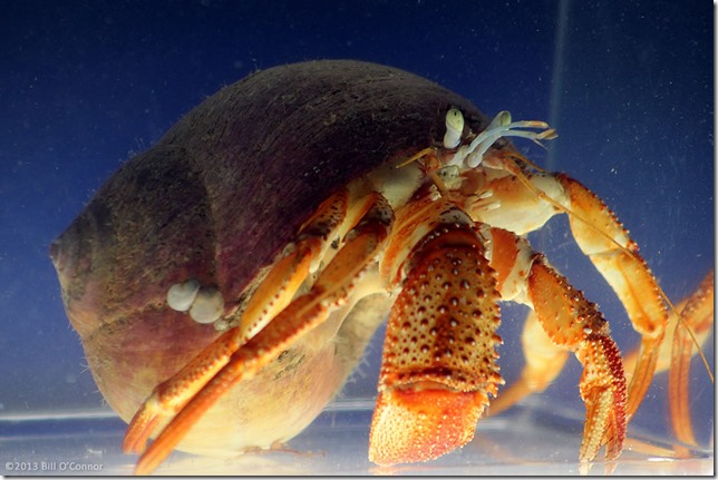 Giant_Hermit_Crab_02