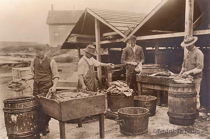 These men on Rocky Neck are cleaning the catch and perhaps salting it. The fish look like sole to me. Notice the guy still wearing part of his WW1 uniform. My grandfather fought in that war, and came back from the trenches of France with a Purple Heart, USMC.
