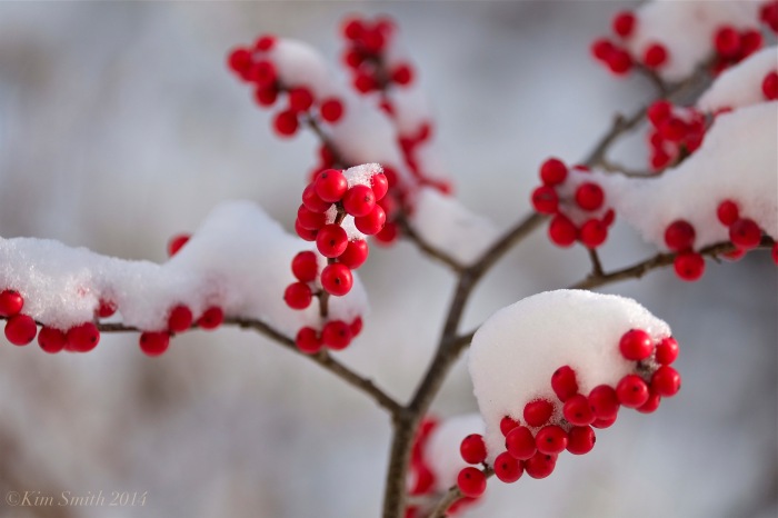 Winterberry Ilex verticillata © Kim Smith 2014