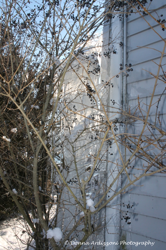 February 10, 2014 winter berries