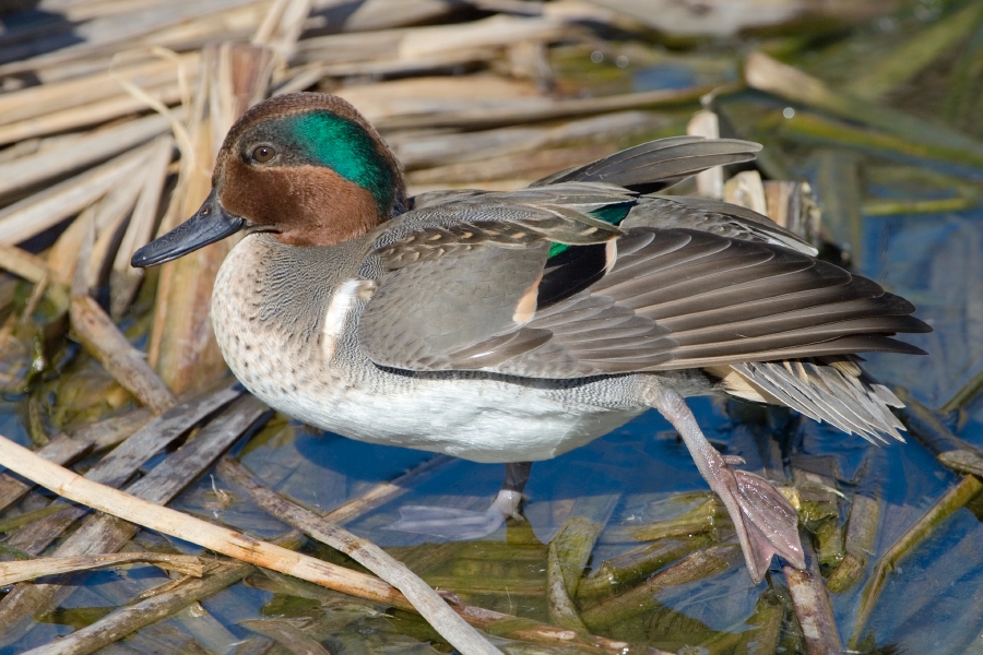 Birds of Cape Ann: Divers or Dabblers and the Green-winged Teal ...
