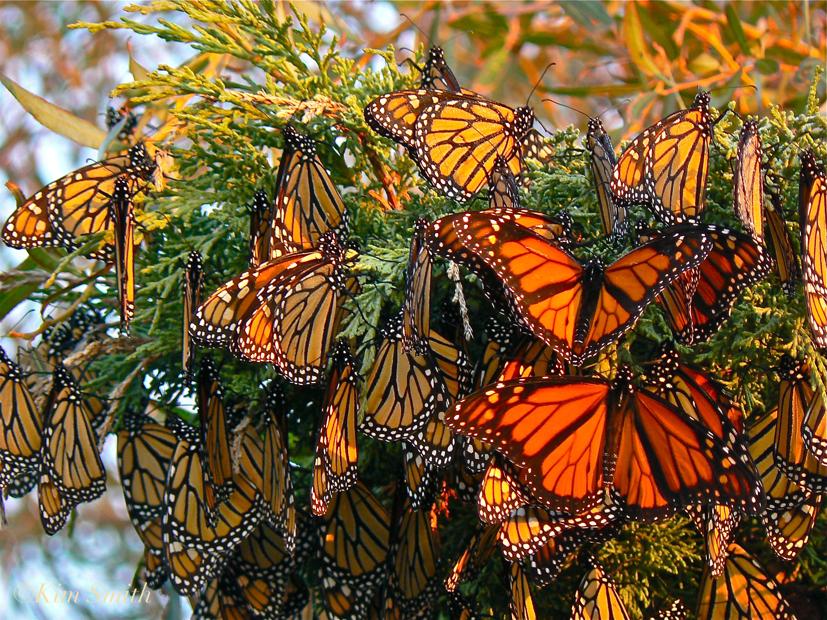 monarch-butterflies-gloucester-massachusetts-c2a9kim-smith-2006.jpg