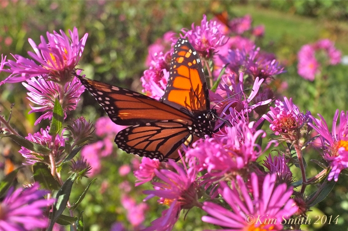 New England Aster and Monarch Butterfly ©Kim Smith 2014