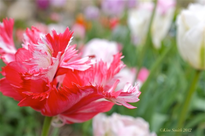 Red Tulip ©Kim Smith 2012