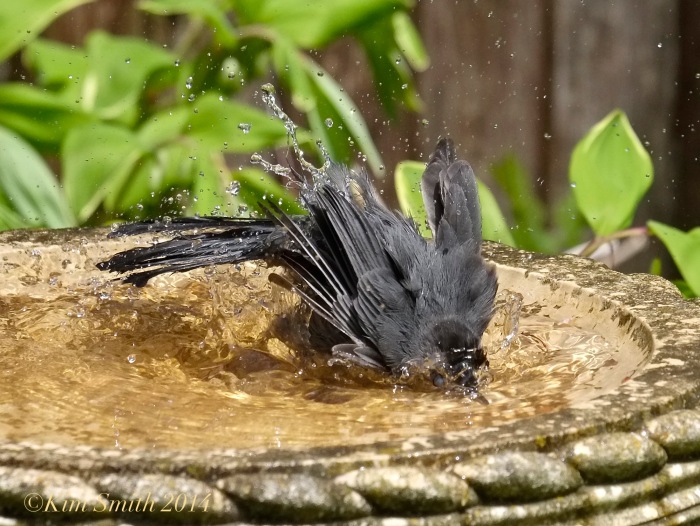 Bird Bath Gray Catbird ©Kim Smith 2014