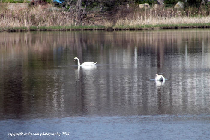 May 12, 2014 swans in Clarke Pond