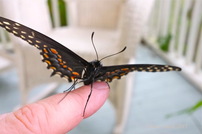 Black swallowtail Butterfly finger ©Kim Smith 2011 copy