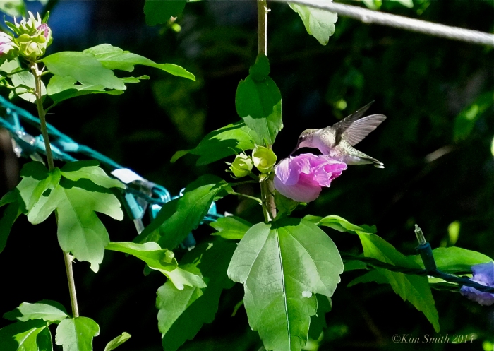 Hummingbird Rose of Sharon ©Kim Smith 2014