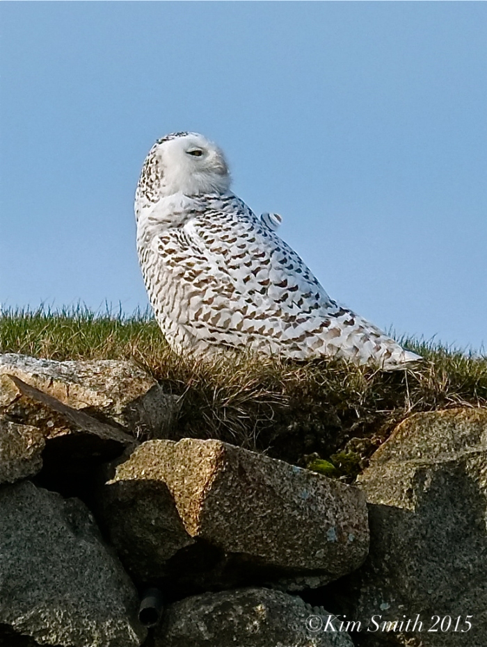 Snowy Owl Gloucester Massachusetts January ©2015 Kim Smith
