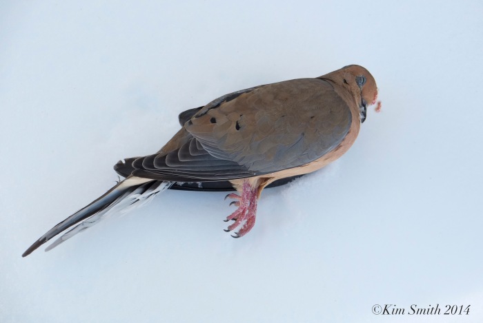 Dead Mourning Dove  ©Kim Smith 2014