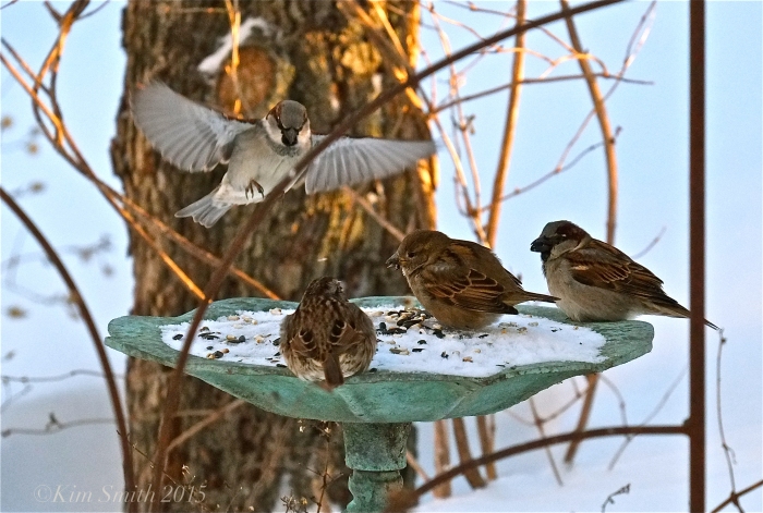 House Sparrow ©kim Smith 2015