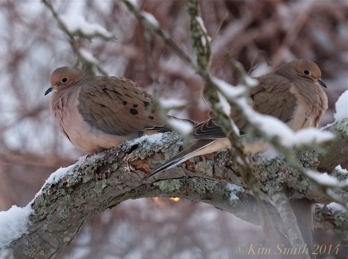 Mourning Dove pair in snow