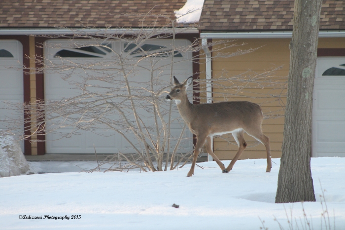 March 22, 2015 our morning visitor