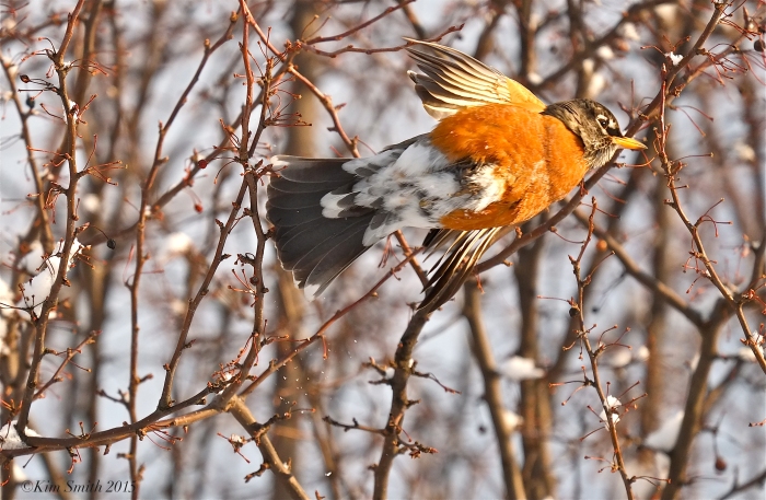 Robin flying ©Kim Smith 2015
