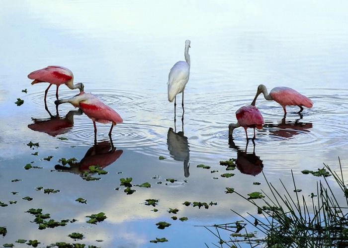 four spoonbills and an egret