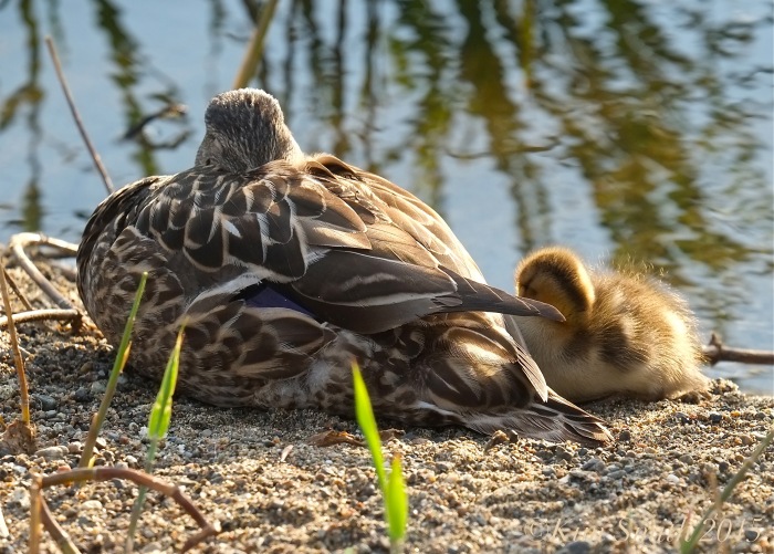 Sleeping Mallard Duckling ©Kim Smith 2015