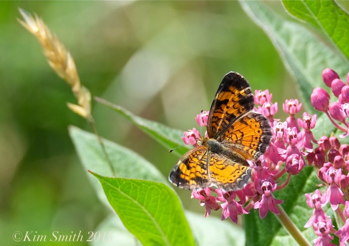 Pearl Crescent  Butterfly Female Milkweed ©Kim Smith 2015