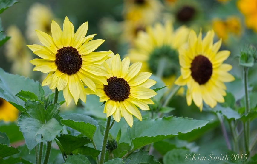 Sunflowers Cabot Farm Salem ©Kim Smith 2015