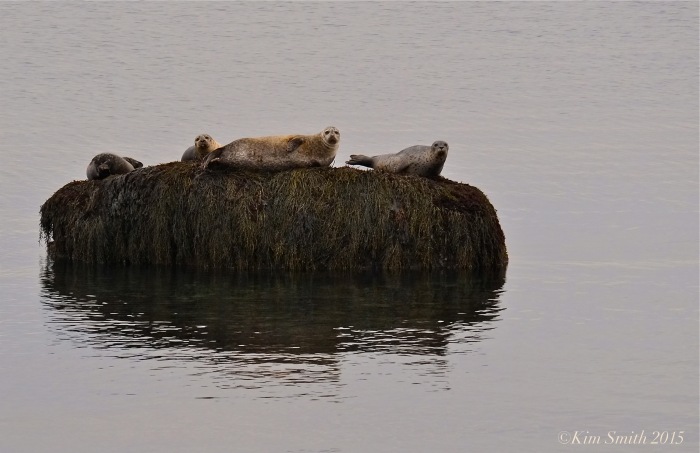 Harbor Seals spotted coat Atlantic ©kim Smith 2015