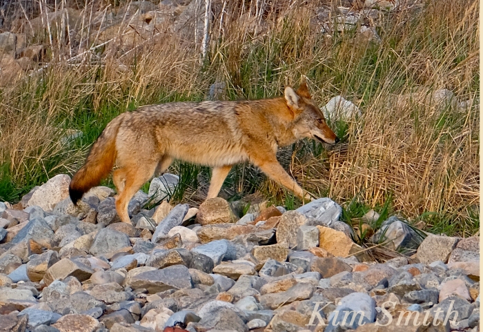 Eastern Coyote massachusetts beach Canis latrans Kim Smith