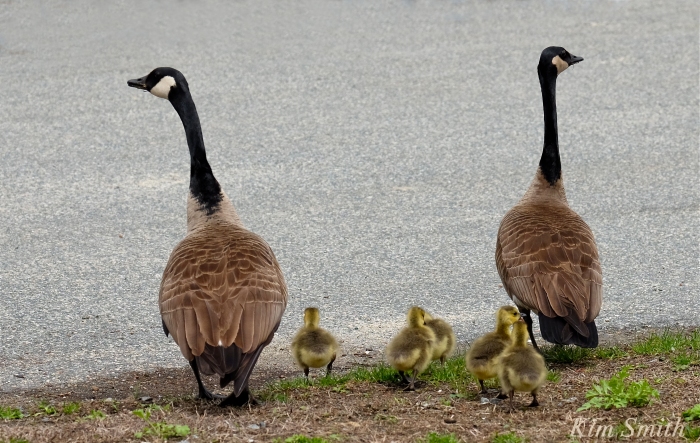 Look Both Ways geese goslings crossing road Kim Smith  copy