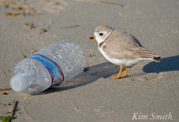 Piping Plover with garbage plastic bottle pollution copyright Kim Smith