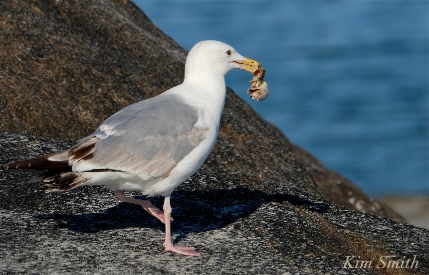Gull eating crab copyright kim Smith