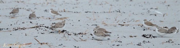 Nine Piping Plovers napping Gloucester copyright Kim Smith