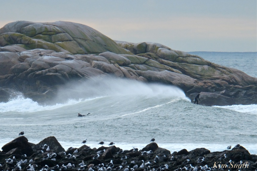 surfers-brace-cove-back-shore-gloucester-waves-2-copyright-kim-smith