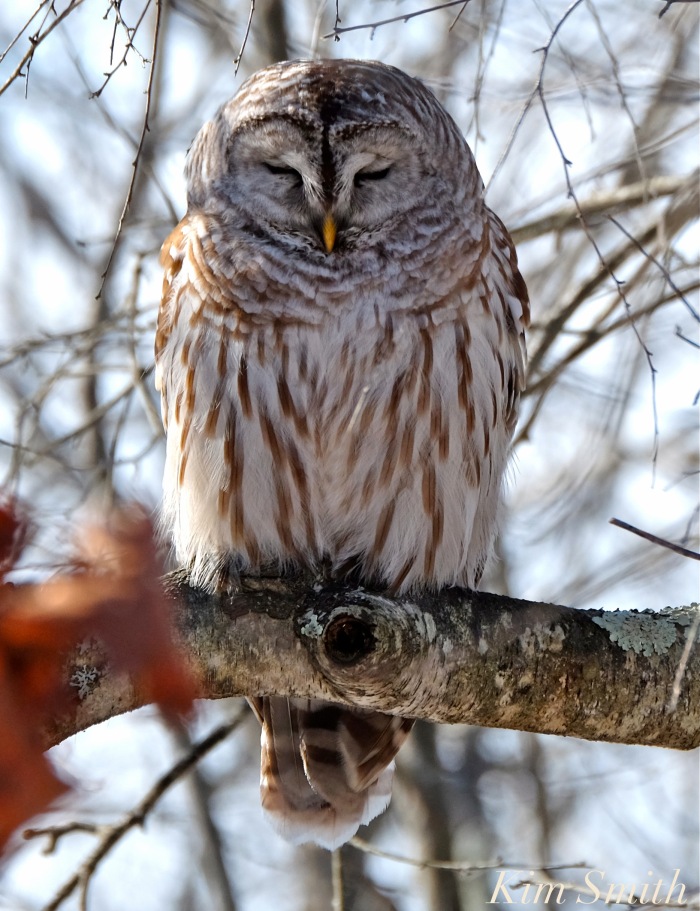 barred-owl-sleeping-copyright-kim-smith-copy