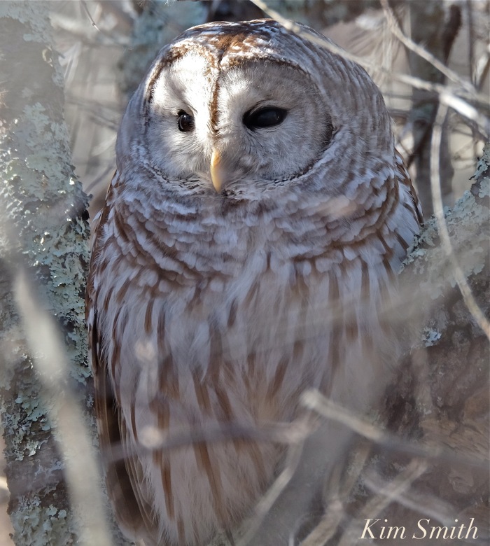 barred-owl-strix-varia-copyright-kim-smith