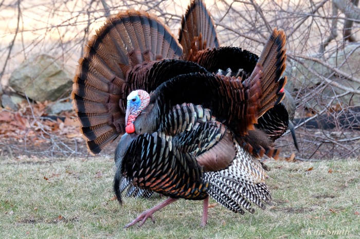 eastern-wild-turkey-males-8-gloucester-ma-copyright-kim-smith