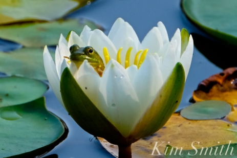 american-bullfrog-in-lily-flower-copyright-kim-smith