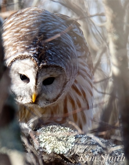 Barred owl Hunting copyright Kim Smith