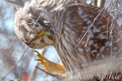 Barred owl scratching ear copyright Kim Smith