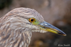 black-crowned-night-heron-first-hatch-year-gloucester-ma-4-copyright-kim-smith
