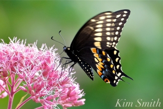 black-swallowtail-butterfly-male-joe-pye-wildflower-copyright-kim-smith