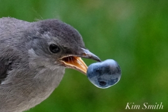 catbird-fledgling-eating-blueberry-copyright-kim-smith