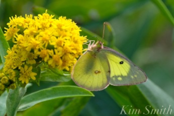 Clouded Sulphur Butterfly Cape Ann copyright Kim Smith