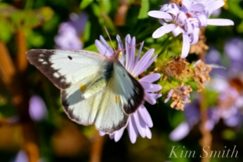 Clouded Sulphur Butterfly copyright Kim Smith