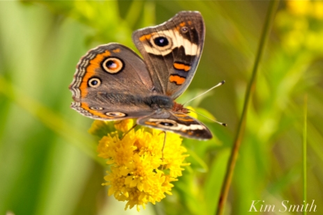 common-buckeye-butterfly-gloucester-ma-copyright-kim-smith