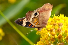 common-buckeye-butterfly-seaside-goldenrod-gloucester-ma-copyright-kim-smith
